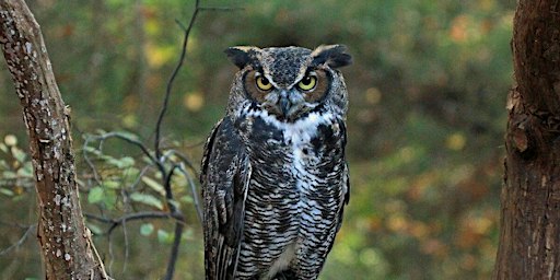 Owl Prowl at Palmer Park