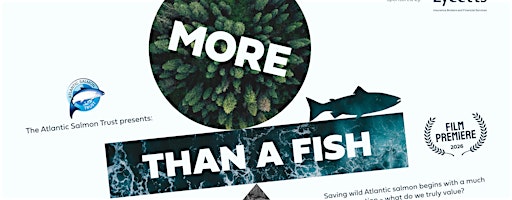 More Than A Fish