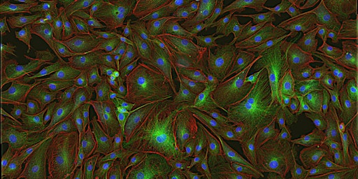 MNB: Essentials in Microscopy - From sample preparation to fluorescence