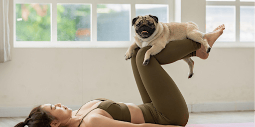Small Dog Yoga