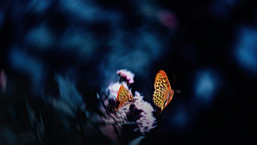 Releaseparty | re:natura #06 – Hexapoda