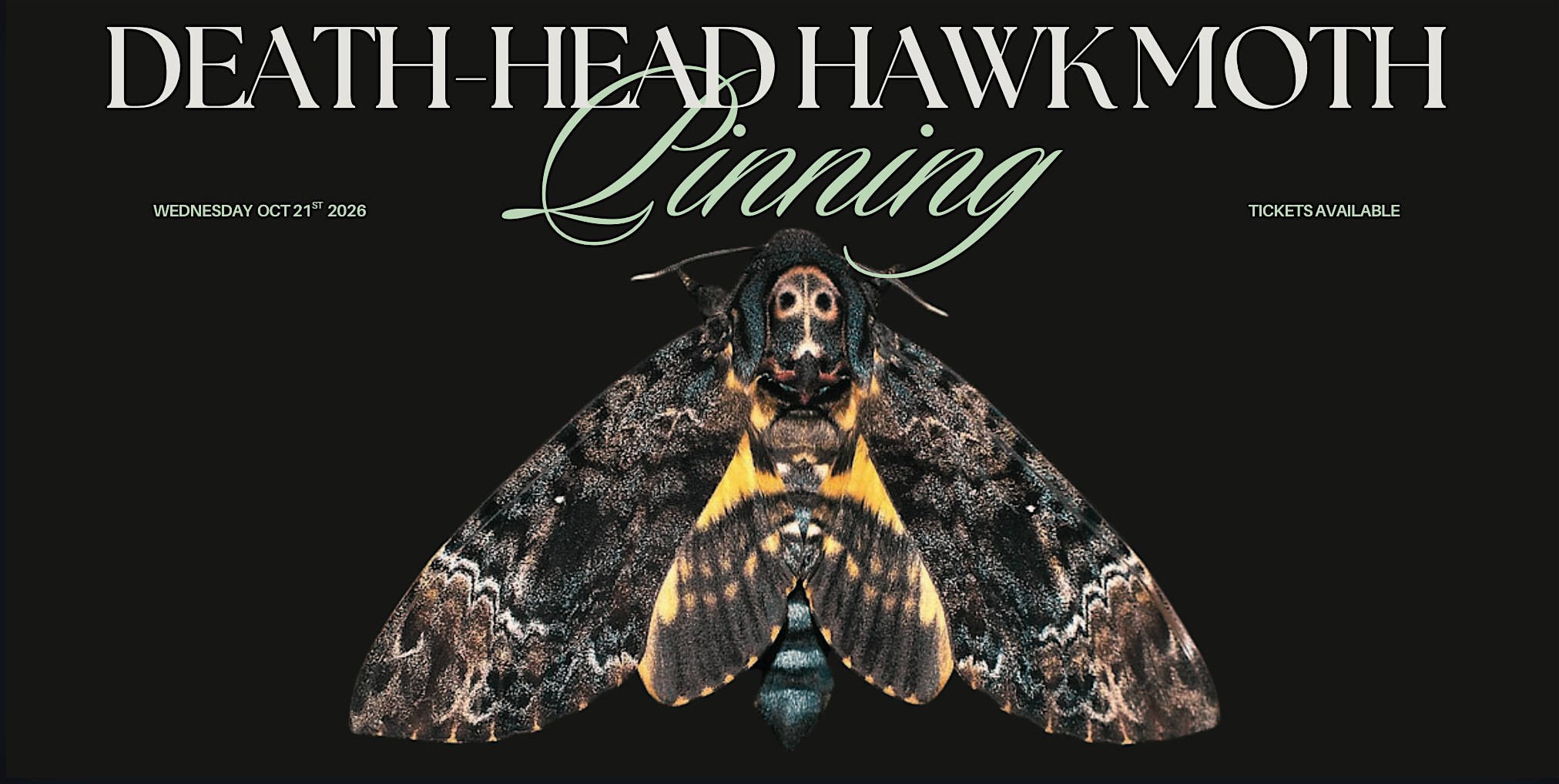 Death's-Head HawkMoth Pinning Workshop