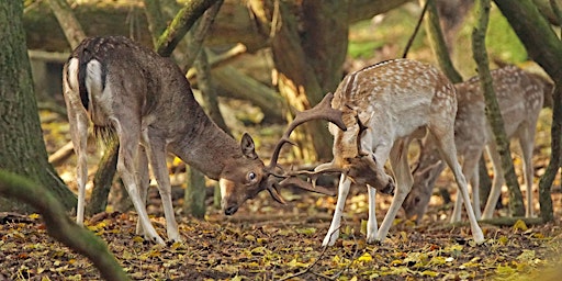 Wildwandeling met gids