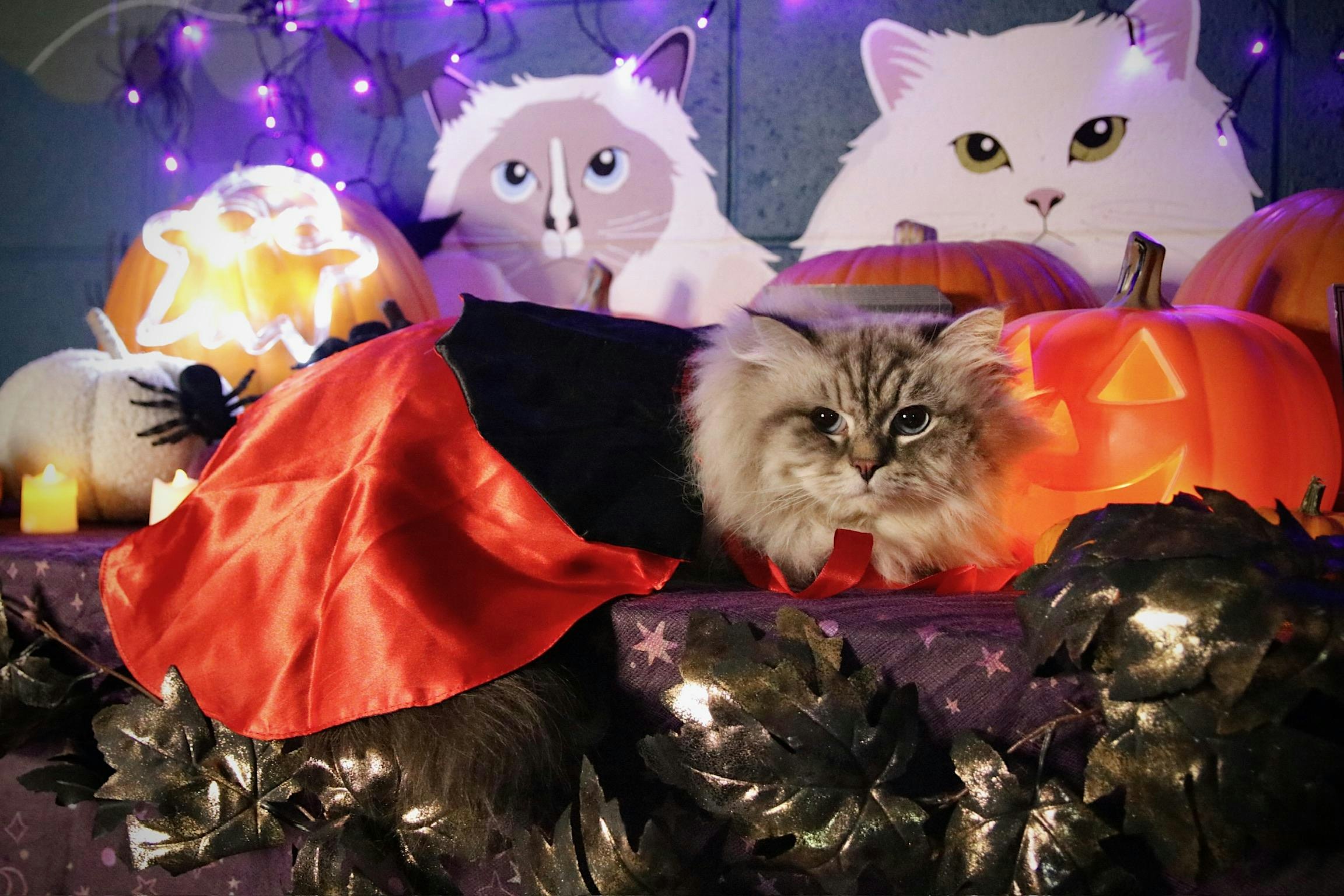PURR Pumpkin Patch Photoshoot 2026