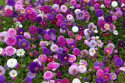 WORKSHOP ART FLORAL 13/09 APREM