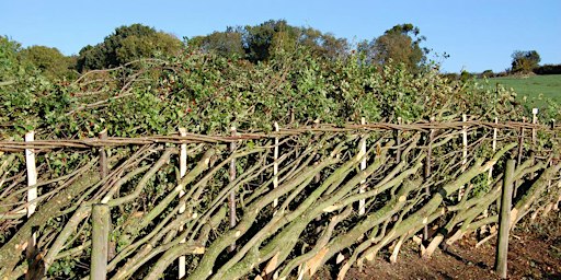 Traditional Hedgelaying 30 January 2027