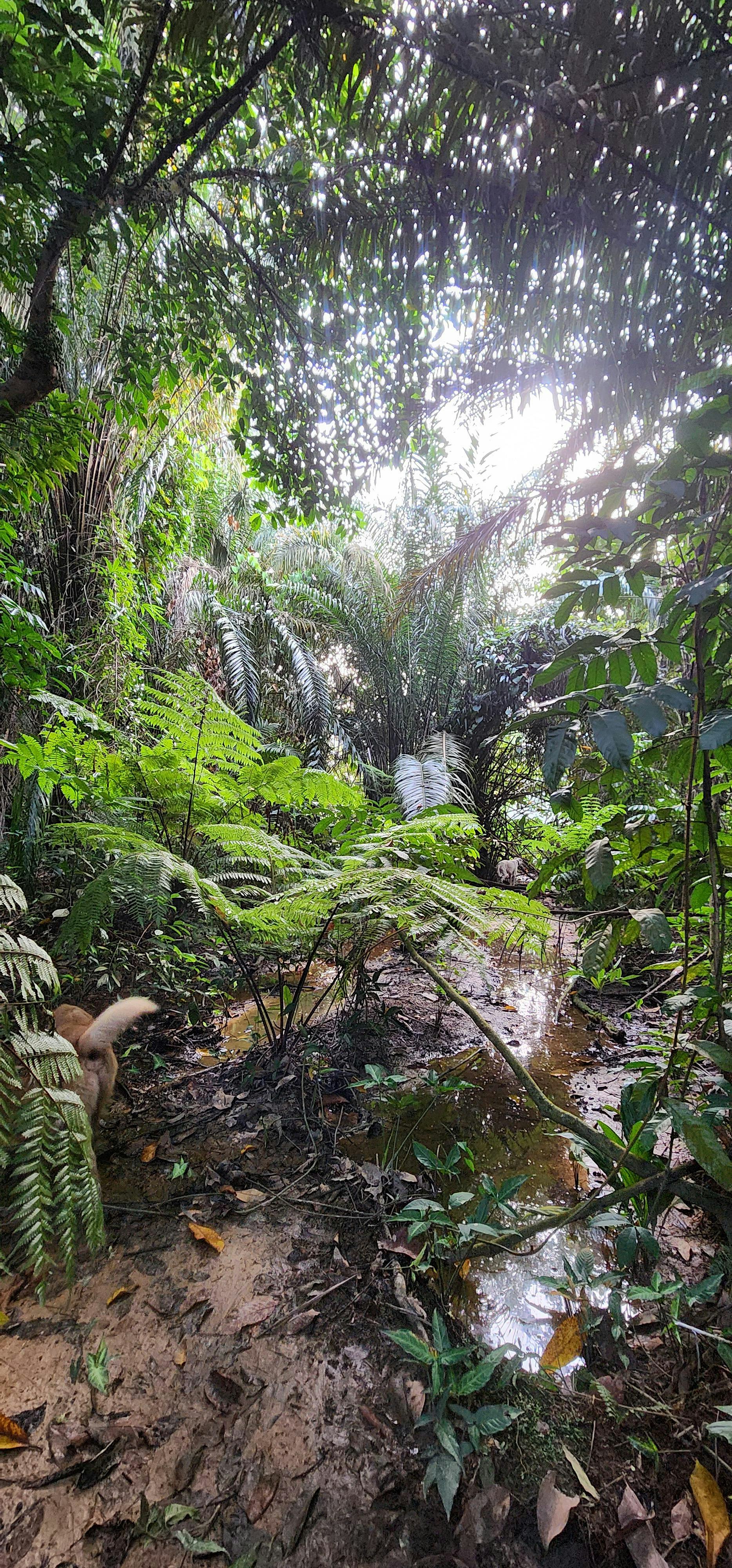 Maju Forest Immersive Hike