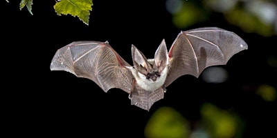 Nuit de la chauve-souris 2026 au Parc Zoologique & Botanique de Mulhouse