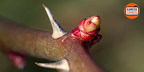 Fotowalk: Kleine Motive, bewusst wahrnehmen