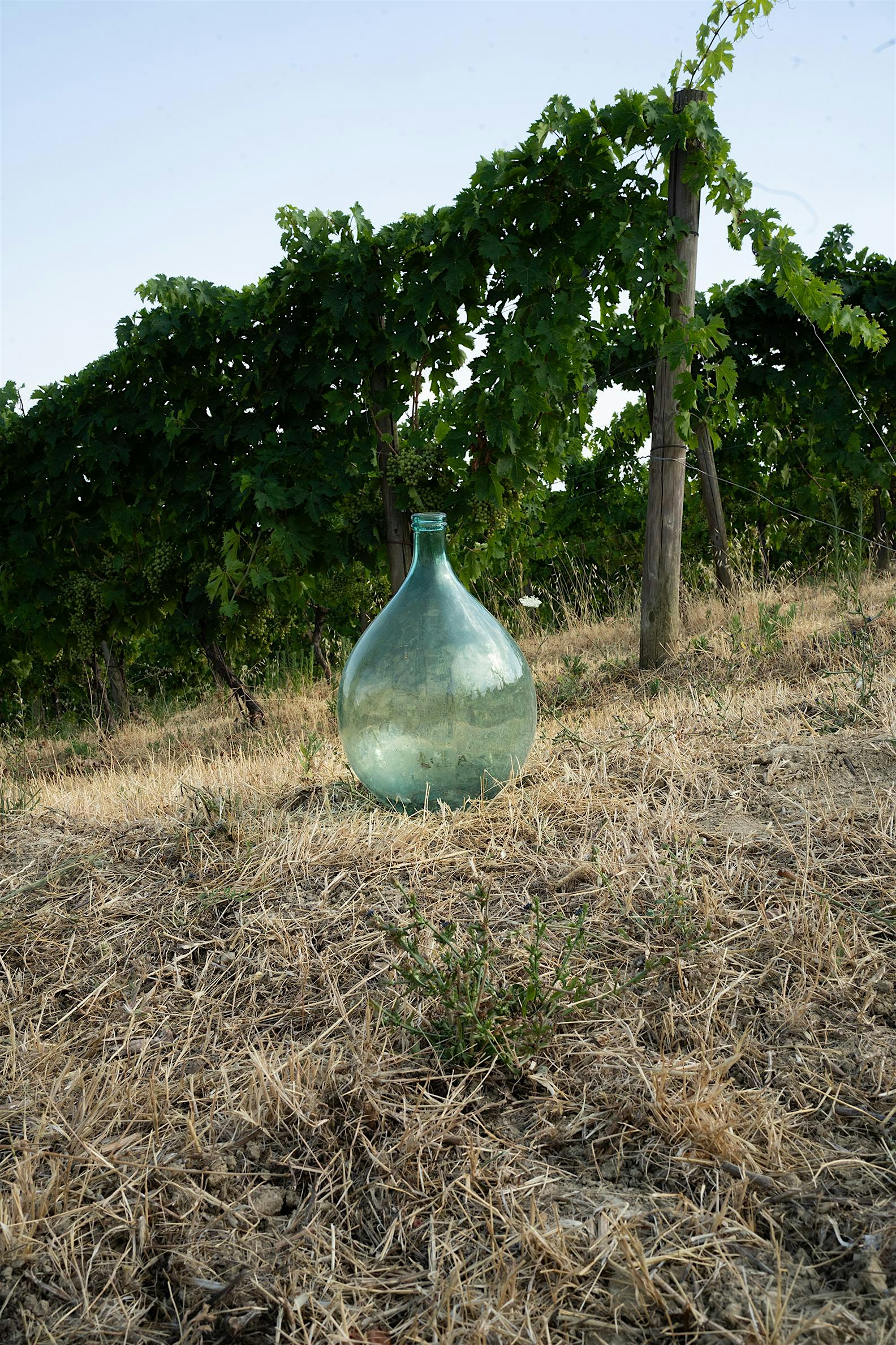 La Danza dell'Uva - NSLR x Cantine Rabasco