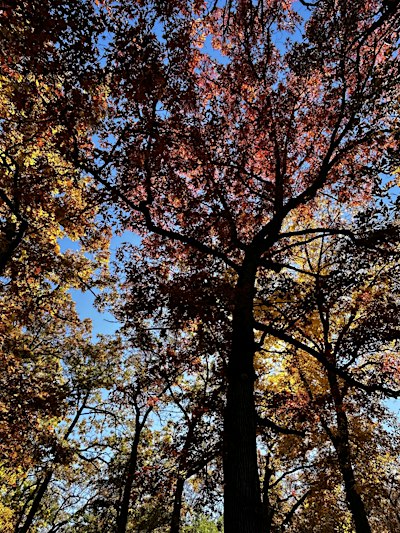 the earth is always holding us; fall forest bathing for troubling times