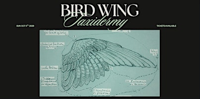 Bird Wing Taxidermy Workshop