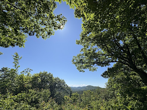 LGBTQIA+ Guided Group Forest Therapy