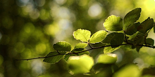 Autumn Soundscapes: Into the Forest