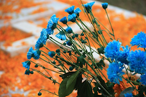 Descubre el Día de Muertos entre chinampas de cempasúchil en Xochimilco