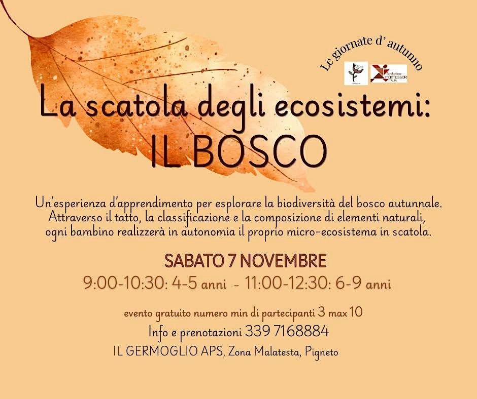 La scatola degli ecosistemi: il bosco (4-5 anni)