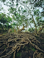 GROUND YOURSELF, CONNECTING WITH YOUR TRUE NATURE – SOUND BATH