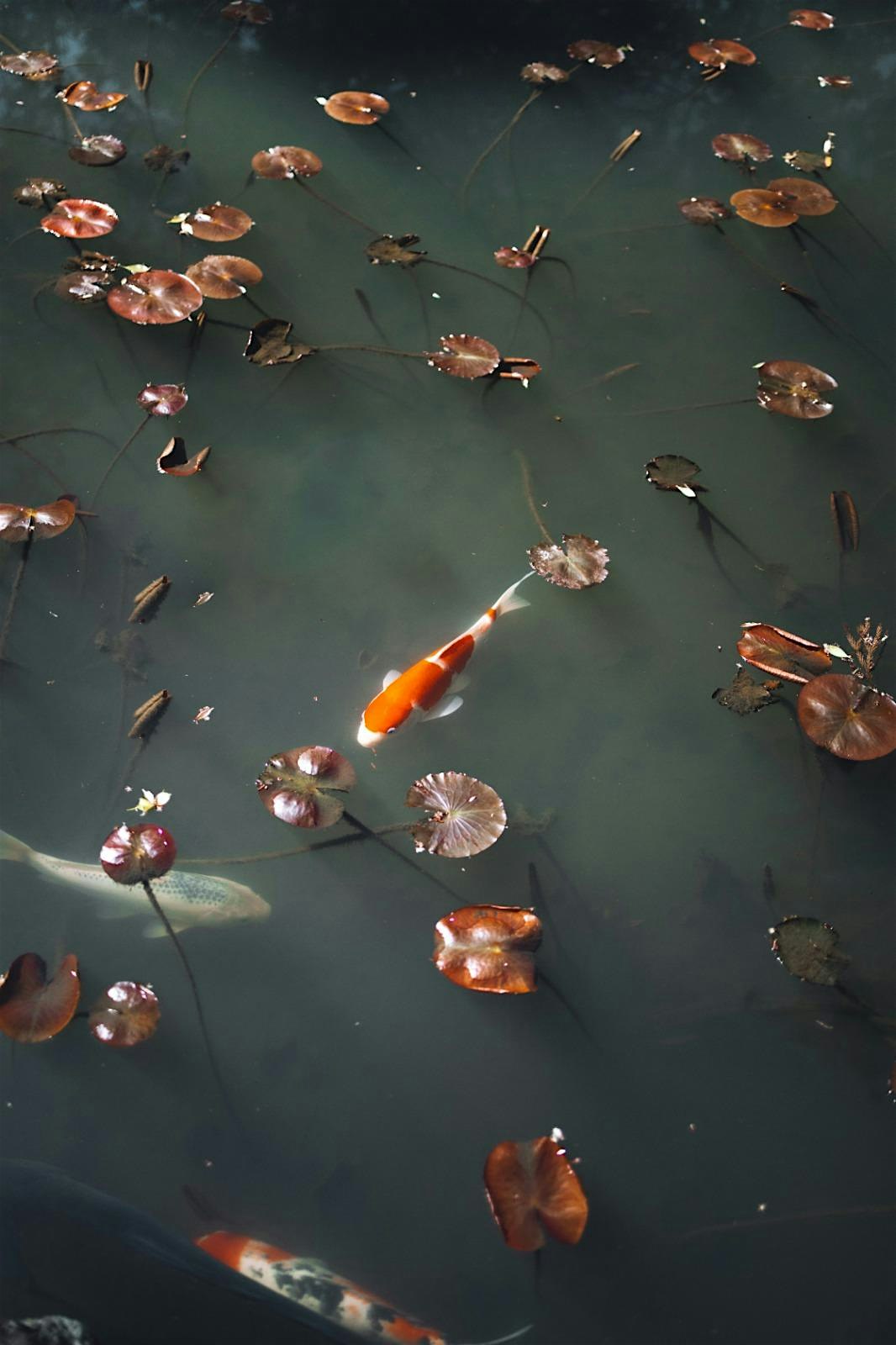 From Chaos to Clarity: A Return to Stillness
