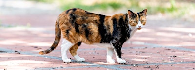 Community Cats Shelter Build Workshop