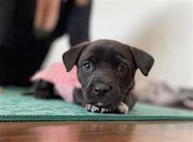 Rescue Puppy Yoga @ Oak Highlands Brewery