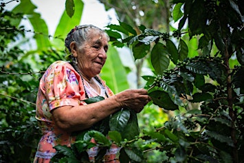 Coffee 101: Deepening Your Understanding from Seed to Cup