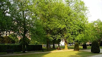 Les arbres ces alchimistes