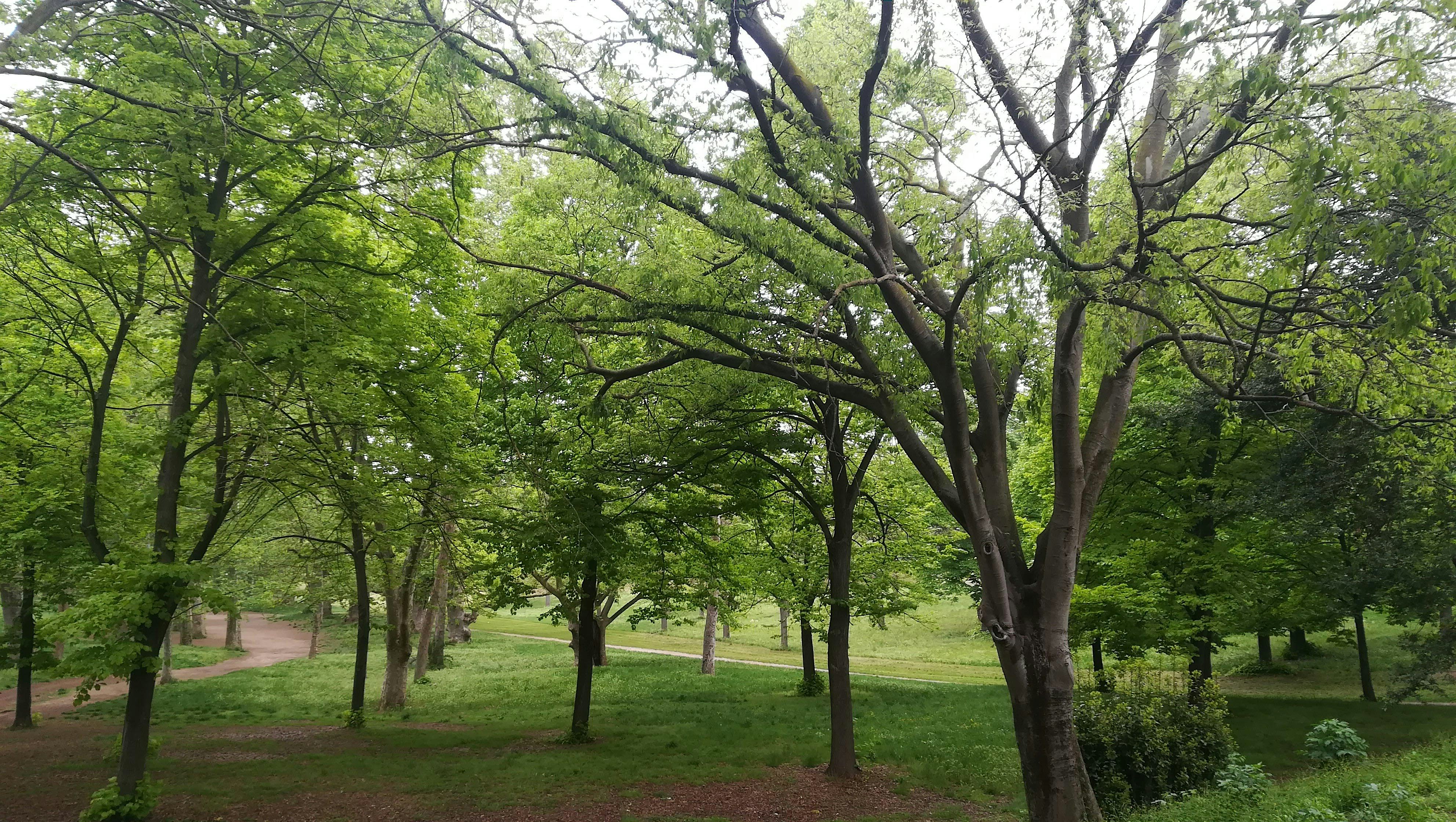 Benessere in Natura: Incontri di Mindfulness a Villa Borghese con la Psicol