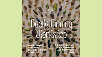Beetle Pinning Workshops