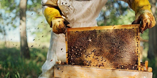 Introduction to Urban Beekeeping
