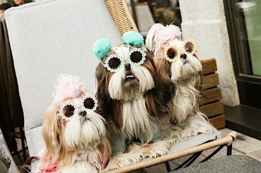 Howl-o-ween | Dogs of 1 Club