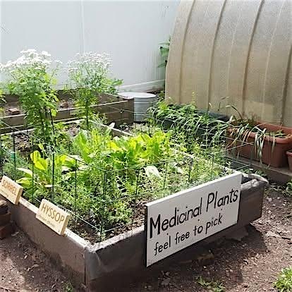 Climate Week Medicinal Garden Workshop
