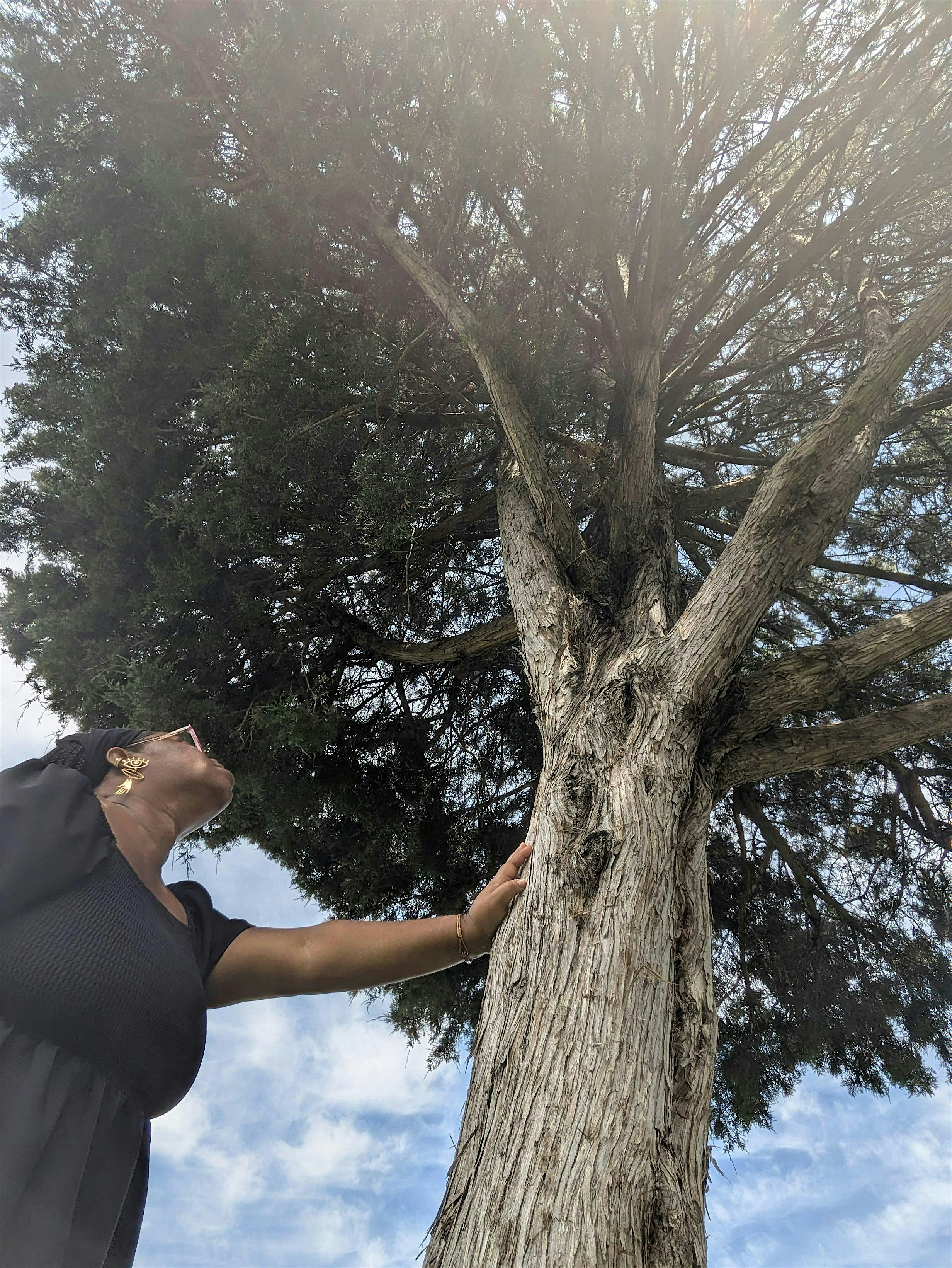 TREE (nature) Connection & Communication