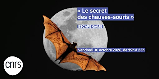 Escape game : « Le secret des chauves-souris »