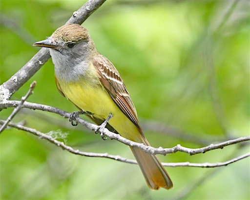 October Fall Migration Bird Walk