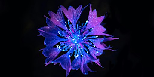 Biofluorescence Night Walks at Lower Woods
