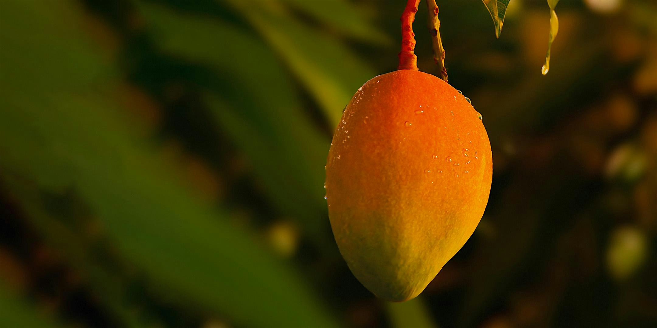 Tracing Perfume: Fruits (in person)