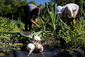 Updates on Organic Vegetable Production Field Day - 2026