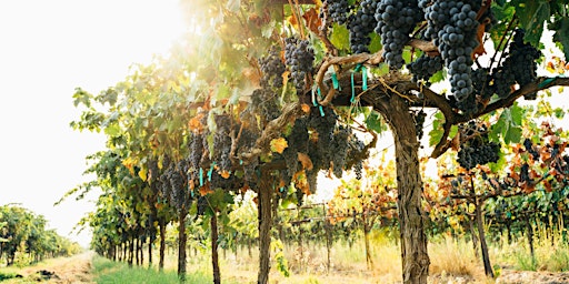 Deutschlands Weine – Entdecke die Vielfalt im Glas
