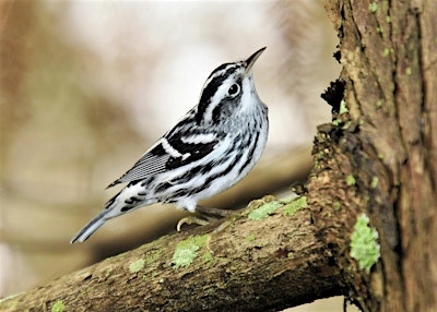 Unconventional  Birding With Craft Ales .... Plus a Bird Walk in The Fells