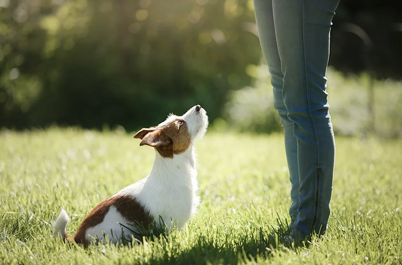 Dog Training 101: Introductory Workshop & Live Q&A