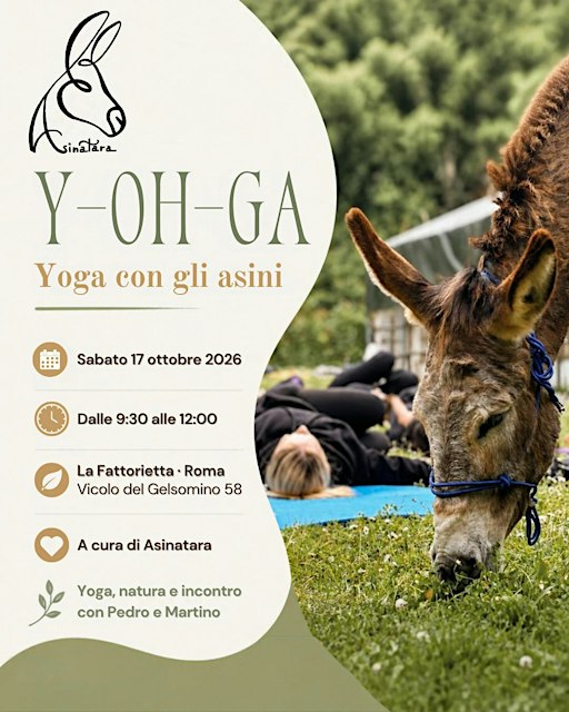 Y-OH-GA con gli asini