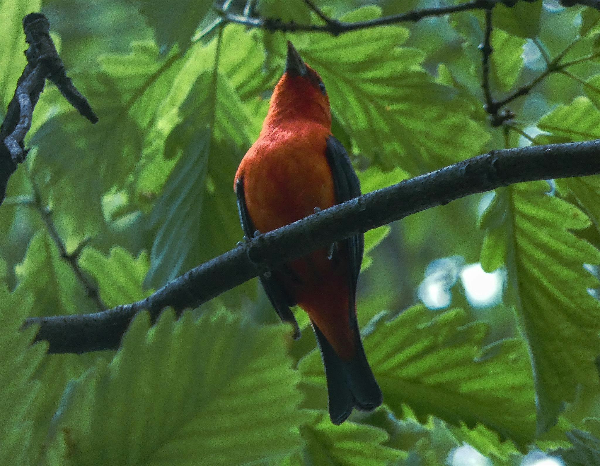 Bird Walk - Wheaton Regional Park