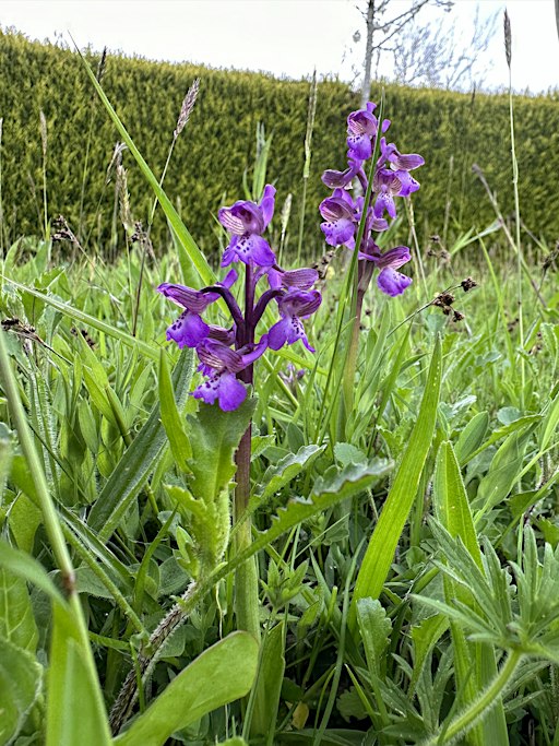Garden Meadows for Biodiversity