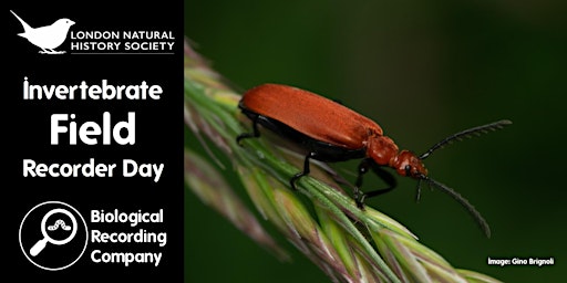 Invertebrate Field Recorder Day