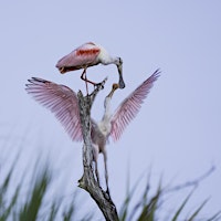 Bird and Wildlife Photography