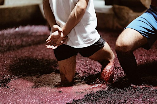 Private Grape Stomping & Harvest Experience with Transfers | Setúbal