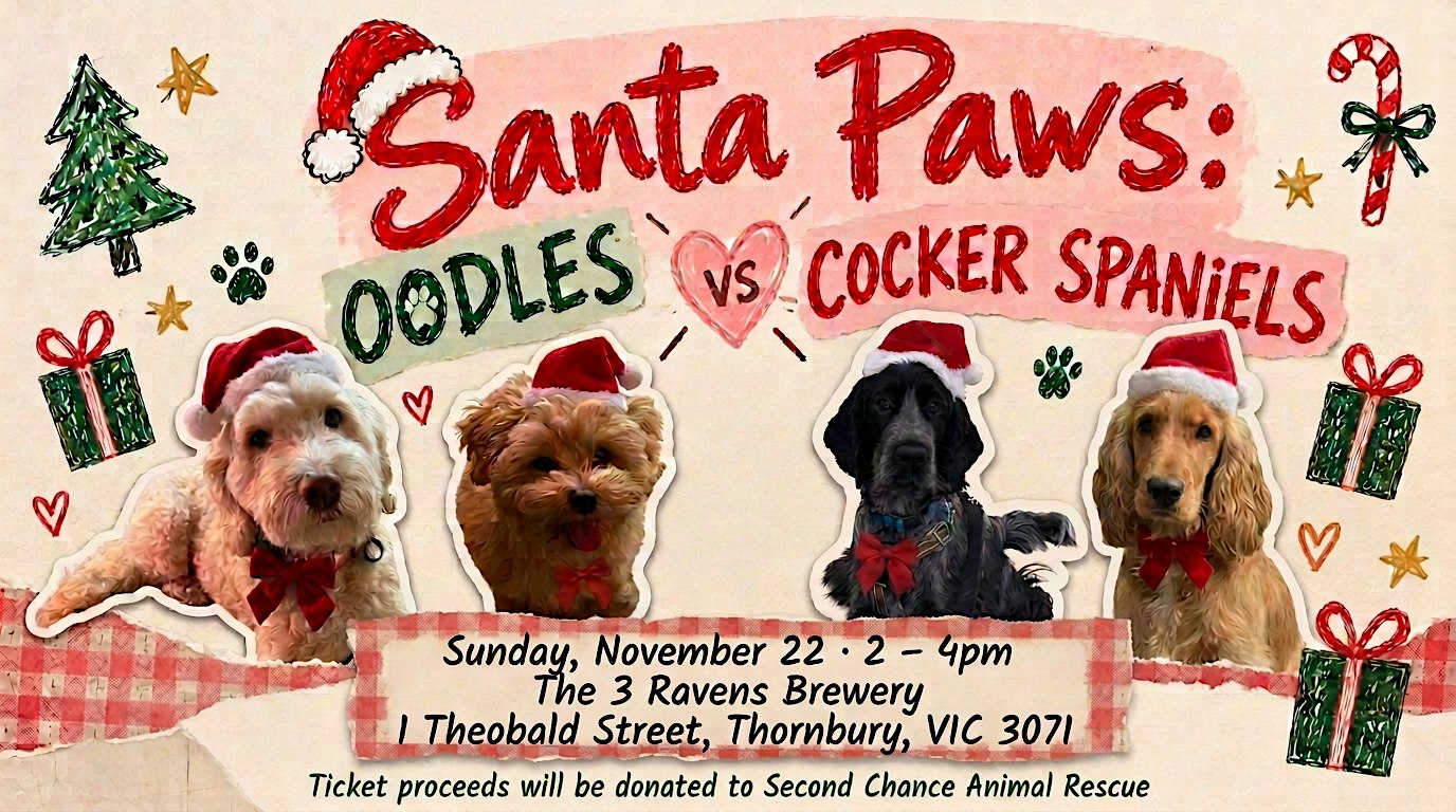 Santa Paws: Oodles vs Cocker Spaniels