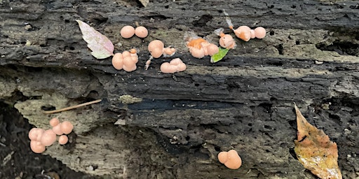The Wonderful World of Decomposition