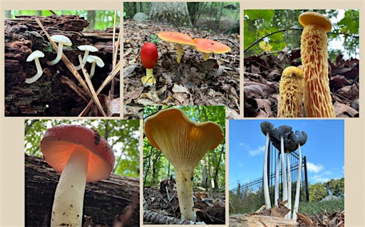 Finding Fungi with Hikes of Georgia's Ranger Darling