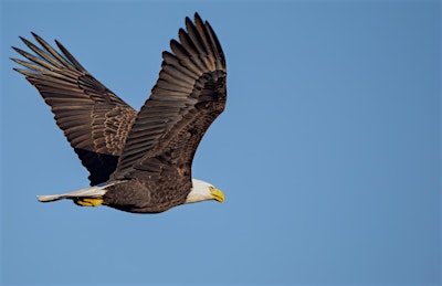 Raptors on the River - 4th Annual Fundraiser